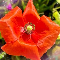 ポピー,ビタミンカラー,いつもありがとう♡,癒し…♡,素敵の画像