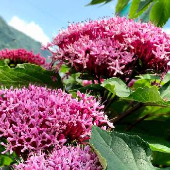 ボタンクサギの花の画像 by 京紫さん | ボタンクサギの花とピンク❤︎ピンクと青空と植物❤︎とクサギ属とピンク色の花と❥植物❥空模様❥コラボ❥といやし♪と青空とiPhone撮影