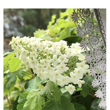 カシワバアジサイ♪の画像 by Rosemaryさん | 窓辺と花のある暮らしとカシワバアジサイ❁と六月の庭とカシワバアジサイ♪
