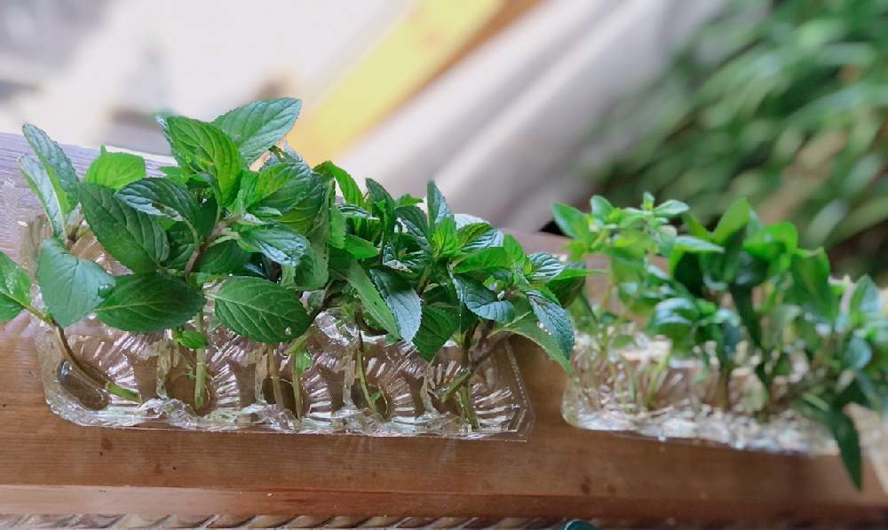 チョコレートミントの投稿画像 By まぁさん オレガノとバジルと植物のある暮らしと緑のある暮らしと水耕栽培とハーブといい香りとかわいい 21月6月28日 Greensnap グリーンスナップ