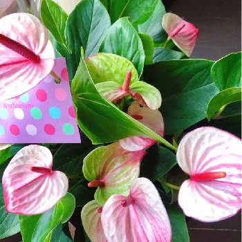 アンスリウム　ピンクの画像 by shiho＊さん | 部屋とアンスリウムとアンスリウム☆と植物のある暮らしとアンスリウム　ピンクと花の写真とピンク❤︎ピンクと植物と緑のある暮らしとアンスリューム*と緑のある生活