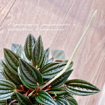 ペペロミア　ロッソの画像 by アィリィさん | 部屋と花芽とペペロミア　ロッソと観葉植物と葉っぱと緑のある暮らしとペペロミア属と成長記録と可愛い