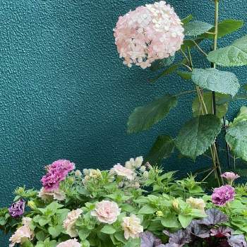 アメリカあじさい ピンクアナベル2の投稿画像一覧 Greensnap グリーンスナップ アメリカあじさい ピンクアナベル2の投稿画像一覧 Greensnap グリーンスナップ