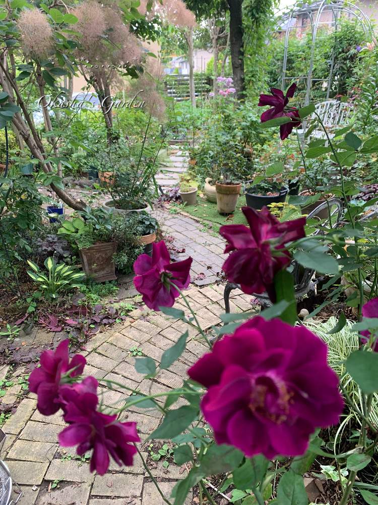 癒しの時間の投稿画像 By おかーしゃさん ばら バラ 薔薇と自己流ガーデニングとオールドローズ ルイ14世と庭の小径とささやかな幸せとバラ オールドローズと癒しの場所とバラ ルイ14世 21月6月28日 Greensnap グリーンスナップ