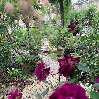 バラ ルイ14世の投稿画像一覧 Greensnap グリーンスナップ