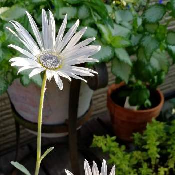 アークトチス グランディスの投稿画像一覧 Greensnap グリーンスナップ