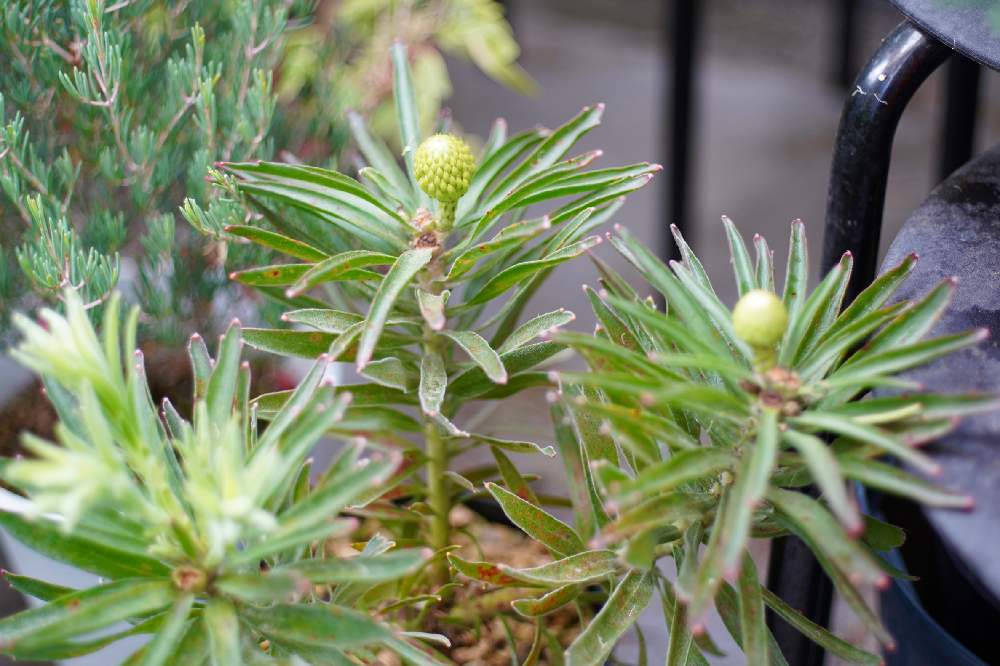 リューコスペルマム コーディフォリウムの投稿画像 by ironihsoyさん｜LEITZ WETZLAR