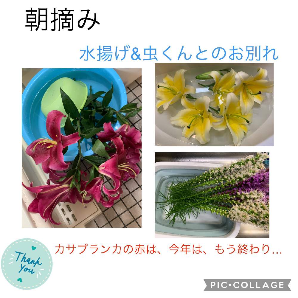 カサブランカの投稿画像 By ハニーレイさん リアトリスと水揚げ中と赤 白のカサブランカとロハピで虫駆除 21月6月28日 Greensnap グリーンスナップ