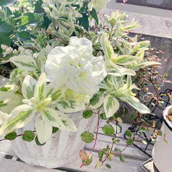 ペチュニアの寄せ植えの投稿画像一覧 Greensnap グリーンスナップ