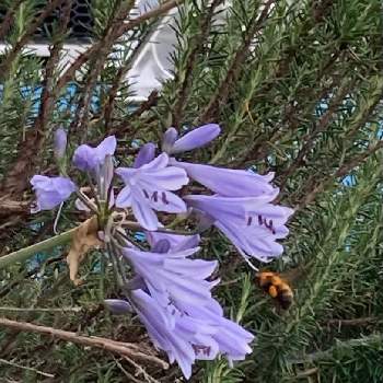 ハチさんの画像 by ふうはるかあさんさん | 玄関と姫アガパンサスと花のある暮らしとハチさんとミツバチさん頑張れ!!とむらさき色の小さい花