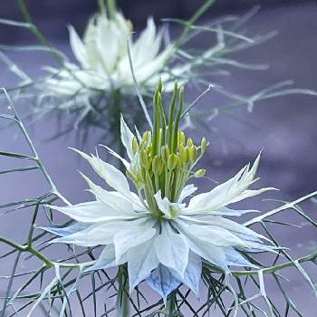 水色の花の投稿画像一覧 Greensnap グリーンスナップ