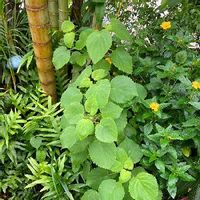 アレカヤシの育て方 水やりや植え替え 剪定の仕方は Greensnap グリーンスナップ アレカヤシの育て方 水やりや植え替え 剪定の仕方は Greensnap グリーンスナップ