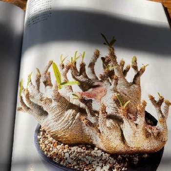 カラカラの画像 by はむさんさん | 部屋とパキポディウム・グラキリスとかっこいいとぷくぷくとコーデックスと塊根植物と鉢coolとカラカラ