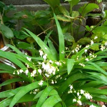 ハナセキショウの投稿画像一覧 Greensnap グリーンスナップ