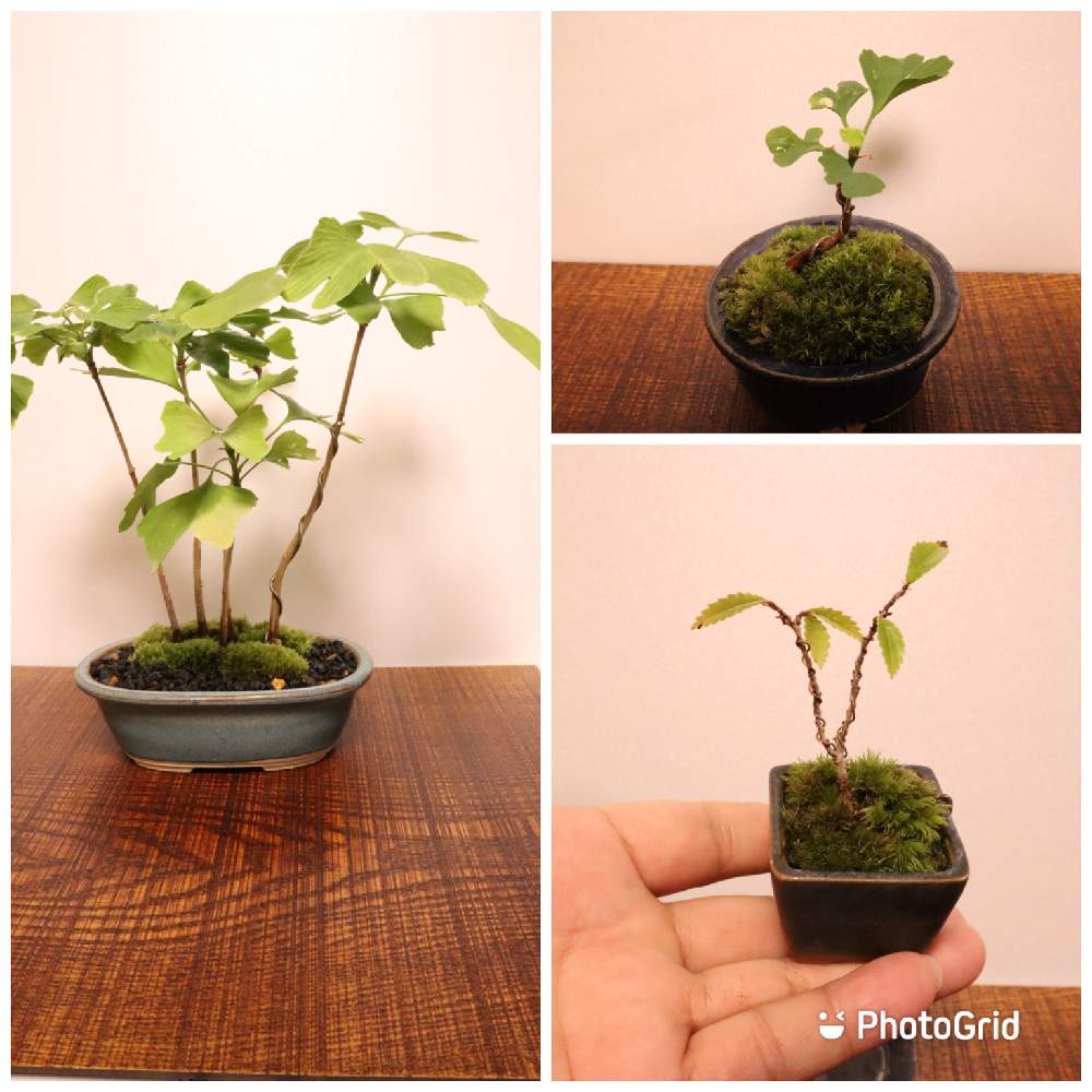 イチョウの投稿画像 By 若ちゃんさん イチョウと楡欅 ニレケヤキ と盆栽と寄せ植えと挿し木と苔 こけ 21月6月28日 Greensnap グリーンスナップ