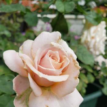 インフィニティローズの投稿画像一覧 Greensnap グリーンスナップ