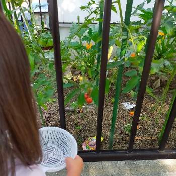 稲沢の画像 by たろうさん | 小さな庭とミニトマトと愛知と家庭菜園とおうちde菜園と稲沢とおうち園芸と料理とやさい