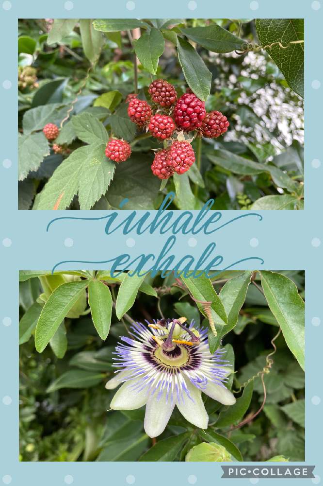 トケイソウの投稿画像 By リボンの騎士さん ブラックベリーとご近所と久留米市 21月6月28日 Greensnap グリーンスナップ