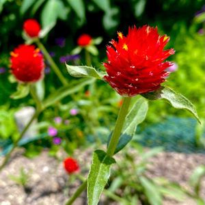 センニチコウ,公園,お散歩,屋上庭園,センニチコウ(千日紅)の画像