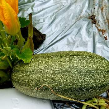 そうめんカボチャの投稿画像一覧 Greensnap グリーンスナップ