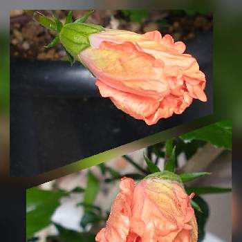 ハイビスカスの蕾の画像 by hiroさん | オレンジ色の花とハイビスカス♡と医療関係者に感謝とJuneの会とコロナに負けるな‼️とハイビスカス  オレンジフラミンゴとハイビスカスの蕾