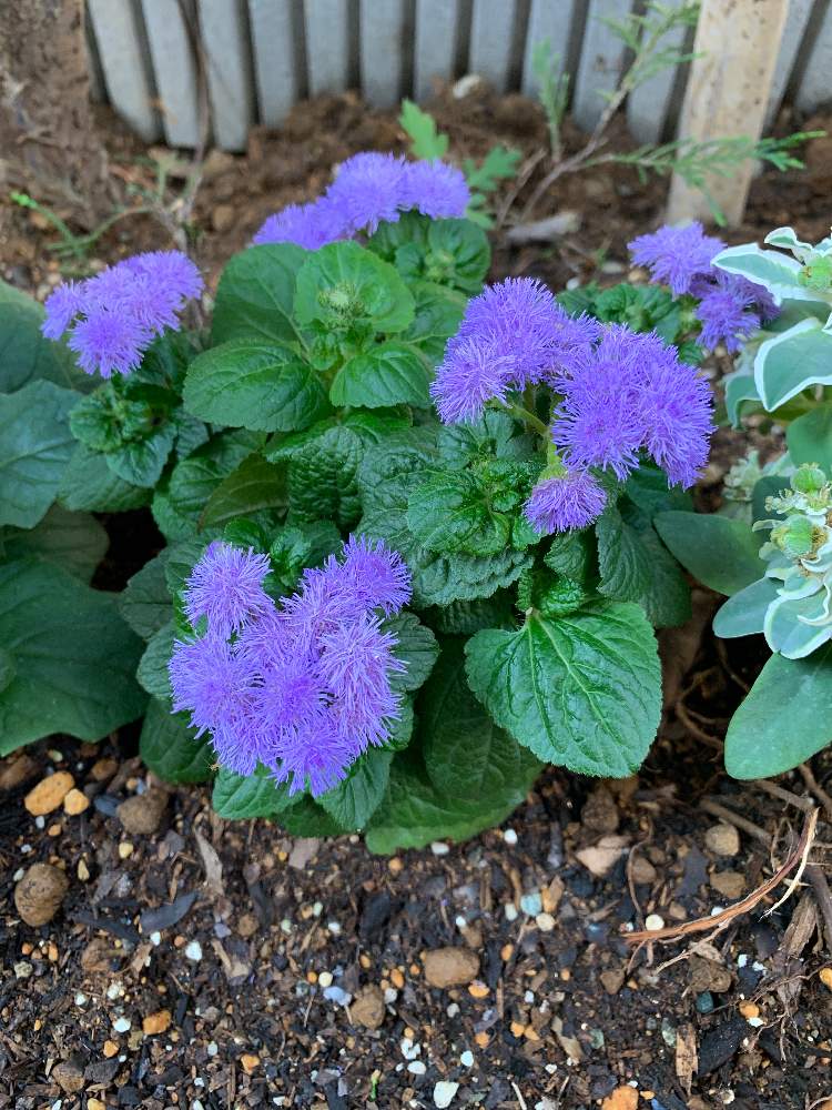 アゲラタムの投稿画像 By ちょんさん 21月6月28日 Greensnap グリーンスナップ