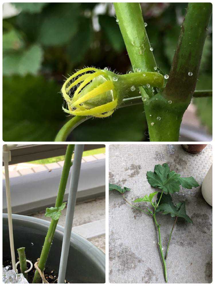 ベランダでオクラ Greensnap グリーンスナップ