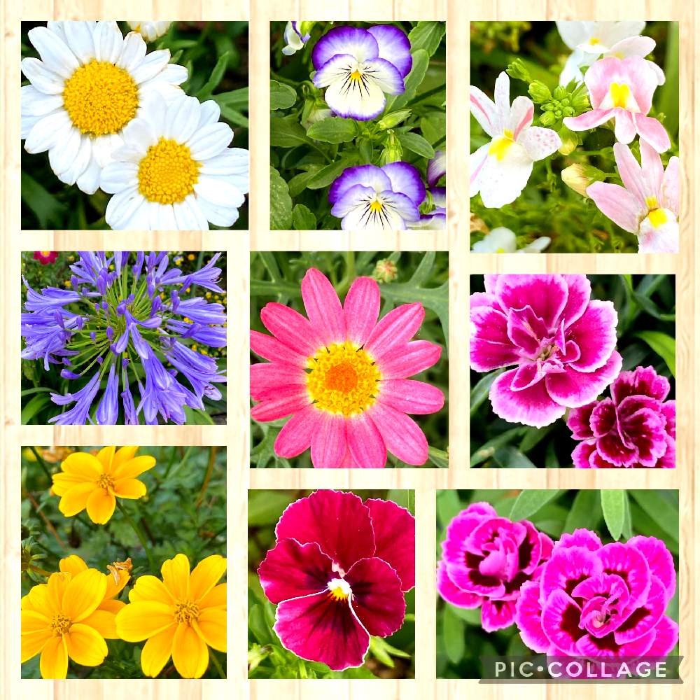 お花いろいろの投稿画像 By ふくさん 地植えとお花と可愛いと綺麗 21月6月28日 Greensnap グリーンスナップ