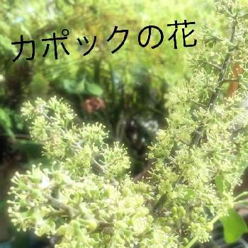 カポックの花の投稿画像一覧 Greensnap グリーンスナップ