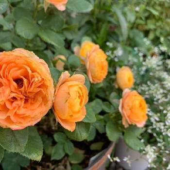 植木鉢でバラの投稿画像一覧 Greensnap グリーンスナップ