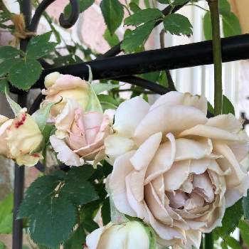 ローズローブドールの画像 by みみとねねさん | 玄関とかわいいな♡と花のある暮らしとローズローブドールとおうち園芸
