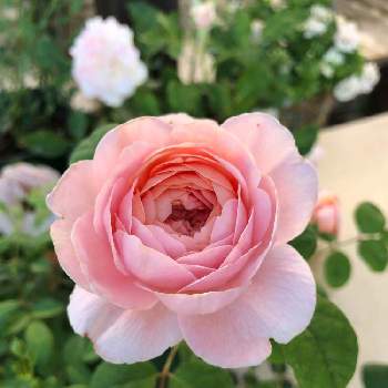 バラ　クイーンオブスウェーデンの画像 by みみとねねさん | 小さな庭とかわいいな♡と花のある暮らしとバラ　クイーンオブスウェーデンとおうち園芸