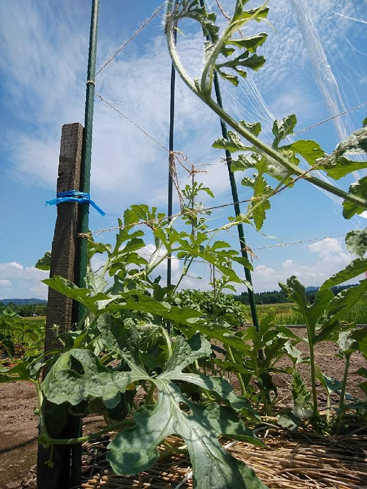 ミニスイカ空中栽培の投稿画像 By くまさん 畑と家庭菜園と楽しみ と楽しい時間と家庭菜園と楽しみ と楽しい時間 21月6月28日 Greensnap グリーンスナップ Greensnap グリーンスナップ