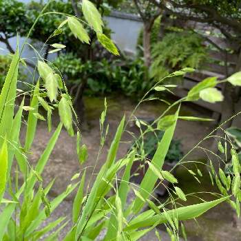ワイルドオーツの画像 by ラベンダーさん | ワイルドオーツとナチュラルガーデンと庭の宿根草とおうち園芸