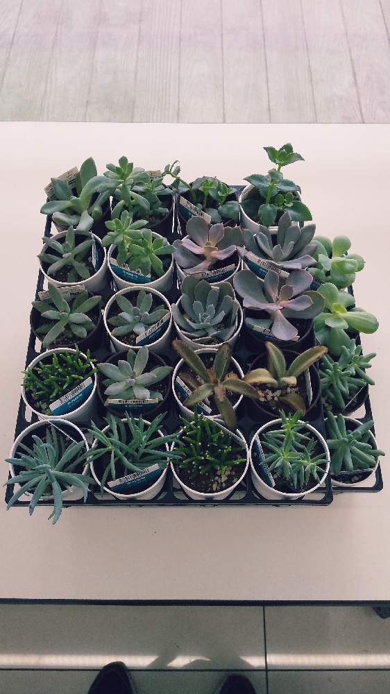 多肉植物の投稿画像 By じんばさん ダイソーサボテンとダイソー多肉とダイソーとダイソー300円観葉植物とダイソー観葉植物 とgsの繋がりとgsに感謝 とバラと夢clubと園芸初心者とdaisoと多肉初心者とダイソー産 21 月6月28日 Greensnap グリーンスナップ 多肉植物の投稿画像 By じんばさん ダイソーサボテンとダイソー多肉とダイソーとダイソー300円観葉植物とダイソー観葉植物 とgsの繋がりとgsに感謝 とバラと夢clubと園芸初心者とdaisoと多肉初心者とダイソー産 21 月6月28日 Greensnap グリーンスナップ