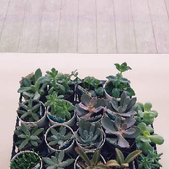 ダイソー300円観葉植物の投稿画像一覧 Greensnap グリーンスナップ