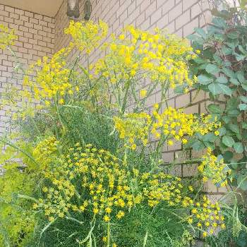 フェンネル花の投稿画像一覧 Greensnap グリーンスナップ