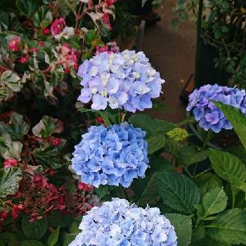 アジサイ ブルーマーブルソーダの画像 by モカロンさん | 車庫とアジサイ ブルーマーブルソーダと花が咲いたと癒しとマイコレクションとマイガーデンと青い花とおうち園芸と緑のある暮らしと花のある暮らし