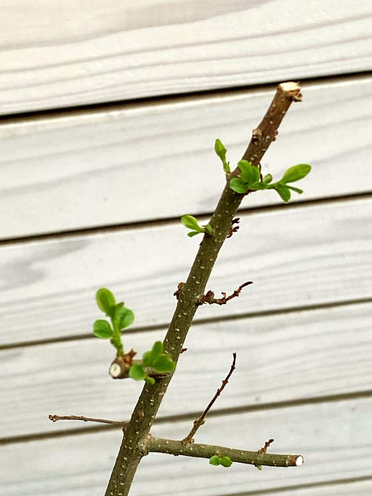 シマトネリコの投稿画像 By Kopeloさん シマトネリコ ひこばえとテラスと新芽と葉っぱを楽しむとひこばえと枝 ごとシリーズと新芽と葉っぱを楽しむとひこばえと枝ごとシリーズ 21月6月28日 Greensnap グリーンスナップ Greensnap グリーンスナップ