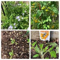 チャービルの育て方 種まきの時期や長期収穫のコツは Greensnap グリーンスナップ