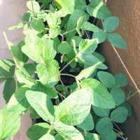 枝豆,中生枝豆,種まきっ子,ベランダ菜園,プチ家庭菜園の画像