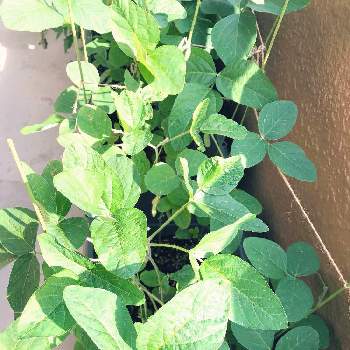 オクラ,オクラ(丈が小さい種類)の画像