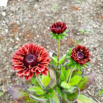 ルドベキア ルビールビーの投稿画像一覧 Greensnap グリーンスナップ