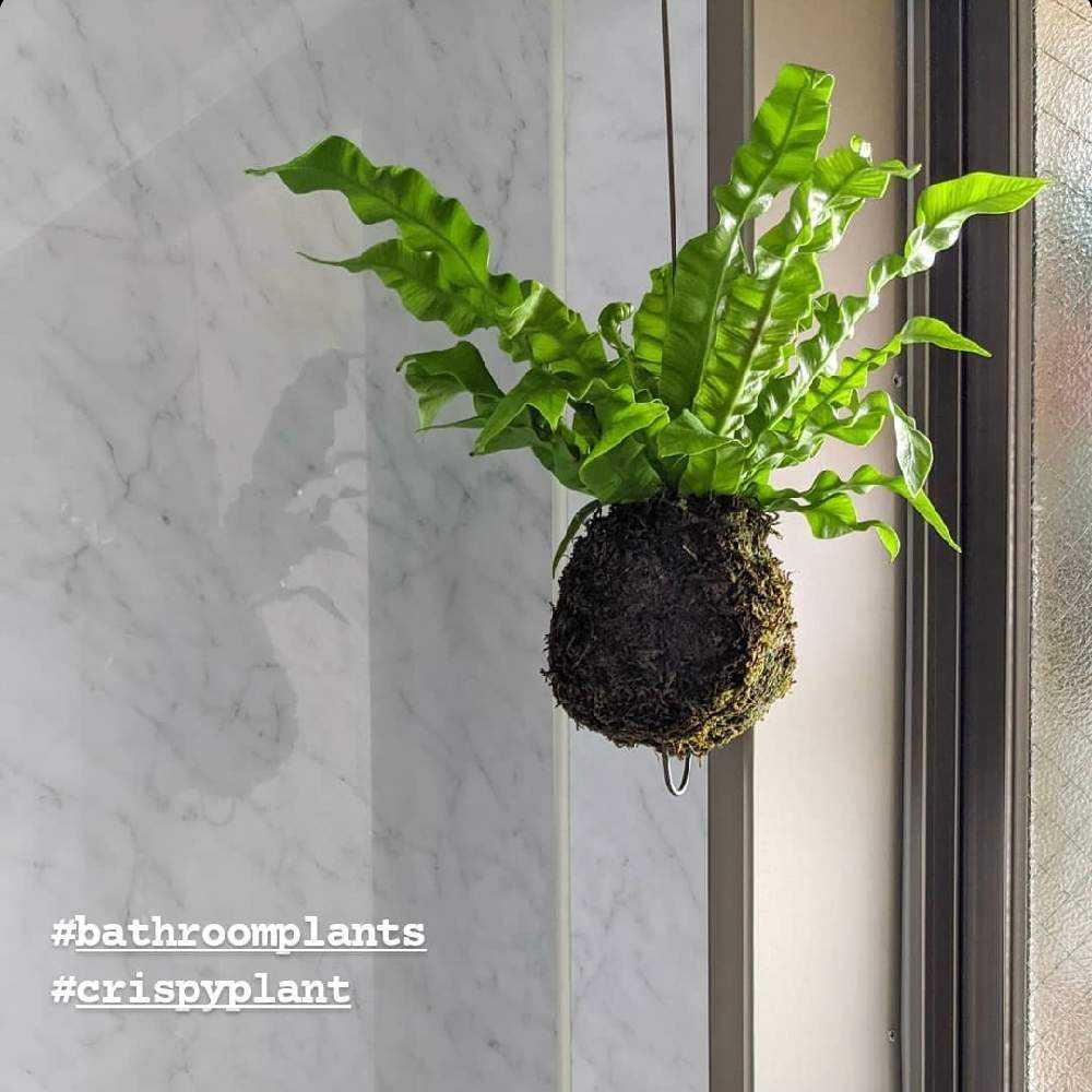 アスプレニウム エメラルドウェーブ Greensnap グリーンスナップ