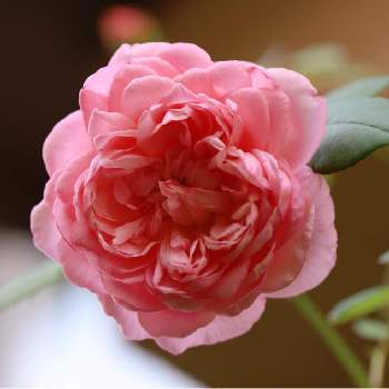 ソニアリキエルの画像 by tokitokiさん | 小さな庭とソニアリキエルとバラ・ミニバラとばら バラ 薔薇と月曜日にはバラを