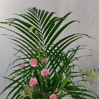 アレカヤシの育て方 水やりや植え替え 剪定の仕方は Greensnap グリーンスナップ アレカヤシの育て方 水やりや植え替え 剪定の仕方は Greensnap グリーンスナップ