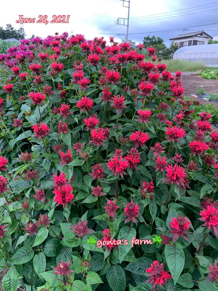 ベルガモットの投稿画像 By ごんたさん モナルダとタイマツソウとヤグルマハッカと畑と畑の中でとおうち園芸とおうちde菜園と 花 のある暮らしと畑の中でとおうち園芸とおうちde菜園と 花のある暮らし 21月6月28日 Greensnap グリーンスナップ Greensnap