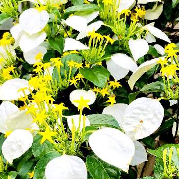 コンロンカ（ハンカチの花）の画像 by レモン茶さん | お出かけ先とコンロンカ（ハンカチの花）と幸福の黄色と白色♡と素敵な出会いに♡