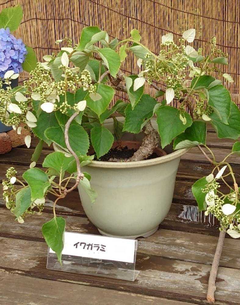 自生紫陽花.盆栽.山野草.他〈大船フラワーセンター5.29〉｜🍀GreenSnap（グリーンスナップ）