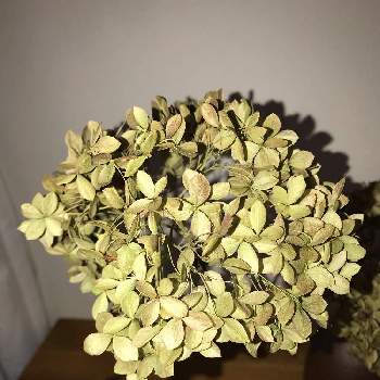 ピンク アナベルの投稿画像一覧 Greensnap グリーンスナップ